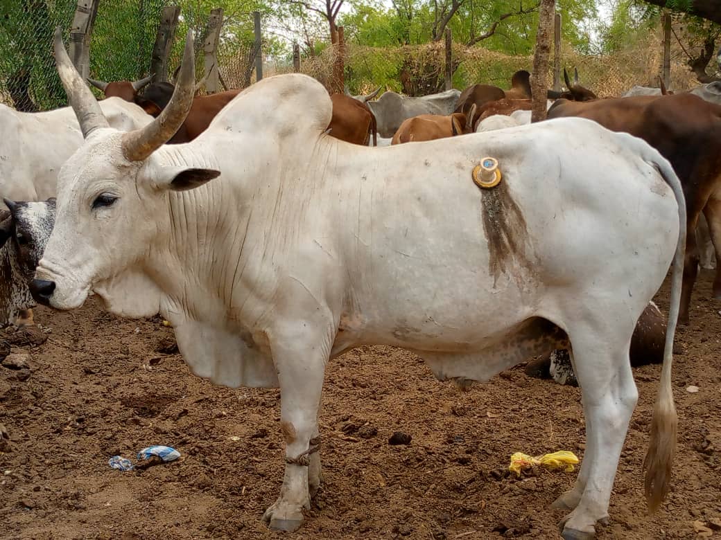 cannulatedbull